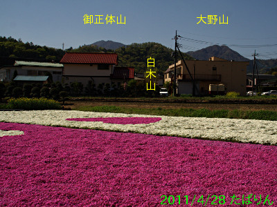 shibazakura_3