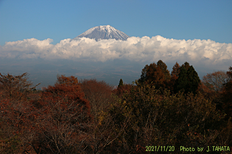 tanukiko_11