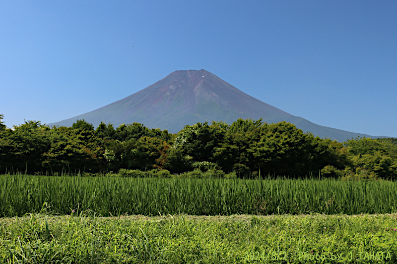 2024年8月2日の富士山写真