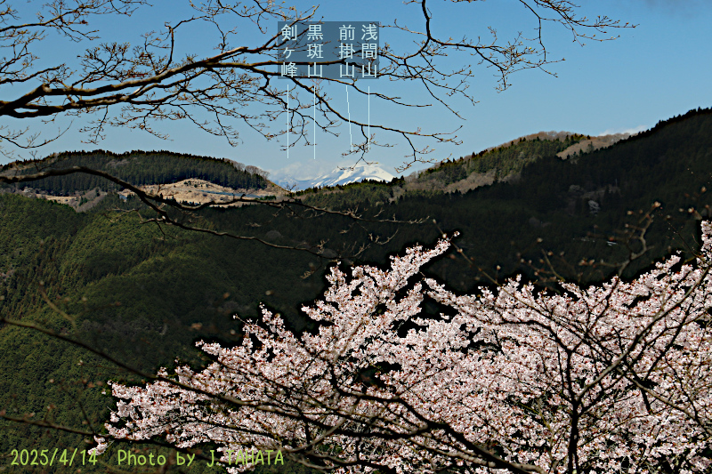 sakurayama_1