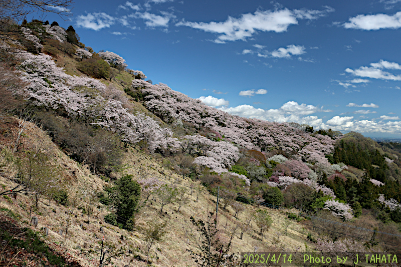 sakurayama_8